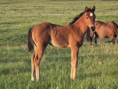 Top Gun Charlie JW<BR>AQHA PENDING